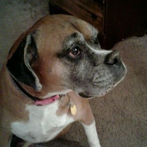 Meet your Posher, Oscar